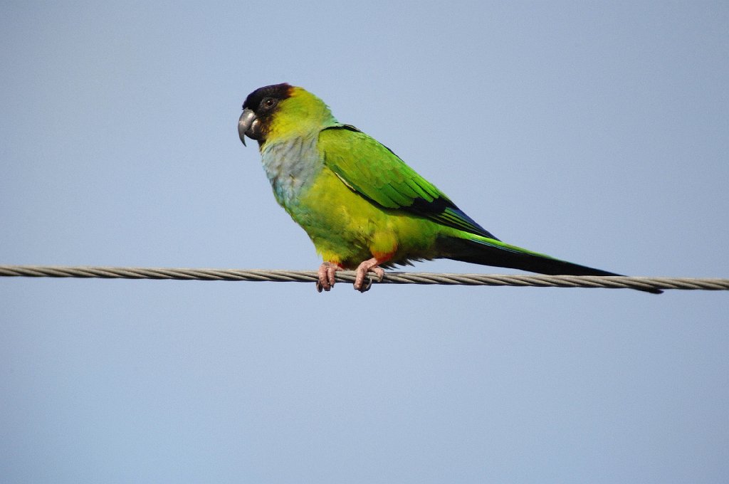 Parrot, Black-hooded Parakeet, 2010-02069393 Tradewinds Park, FL.JPG - Black-hooded Parakeet. Tradewinds Park, FL, 2-6-2010